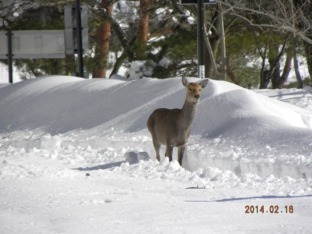 140216-2鹿１